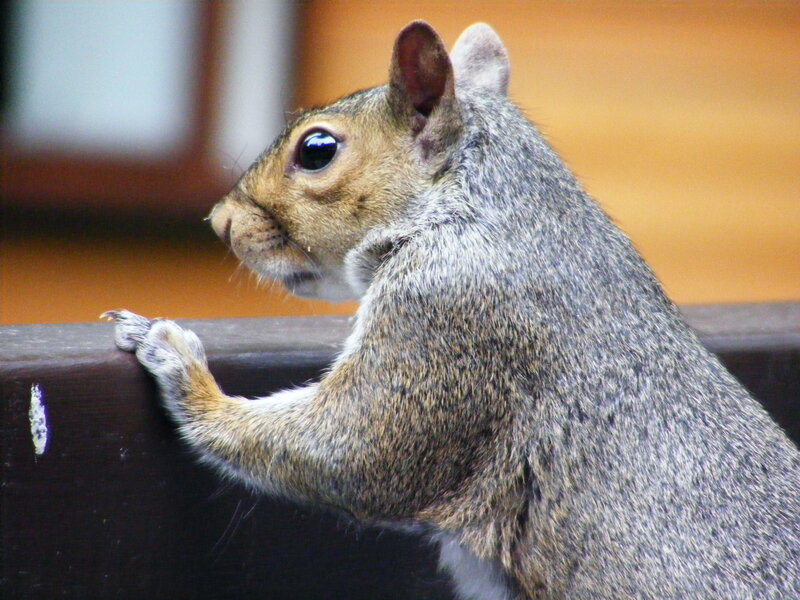 squirrel on a railing