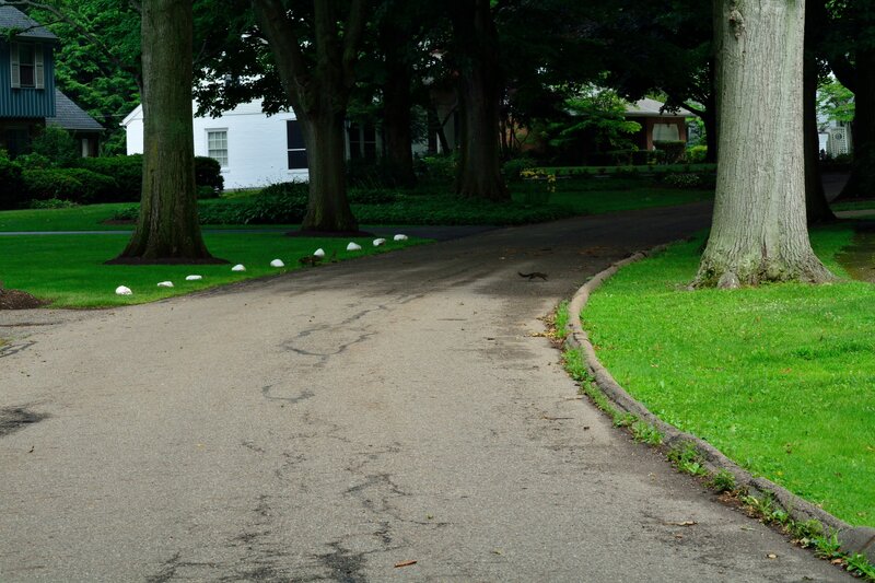 Squirrel on a Road