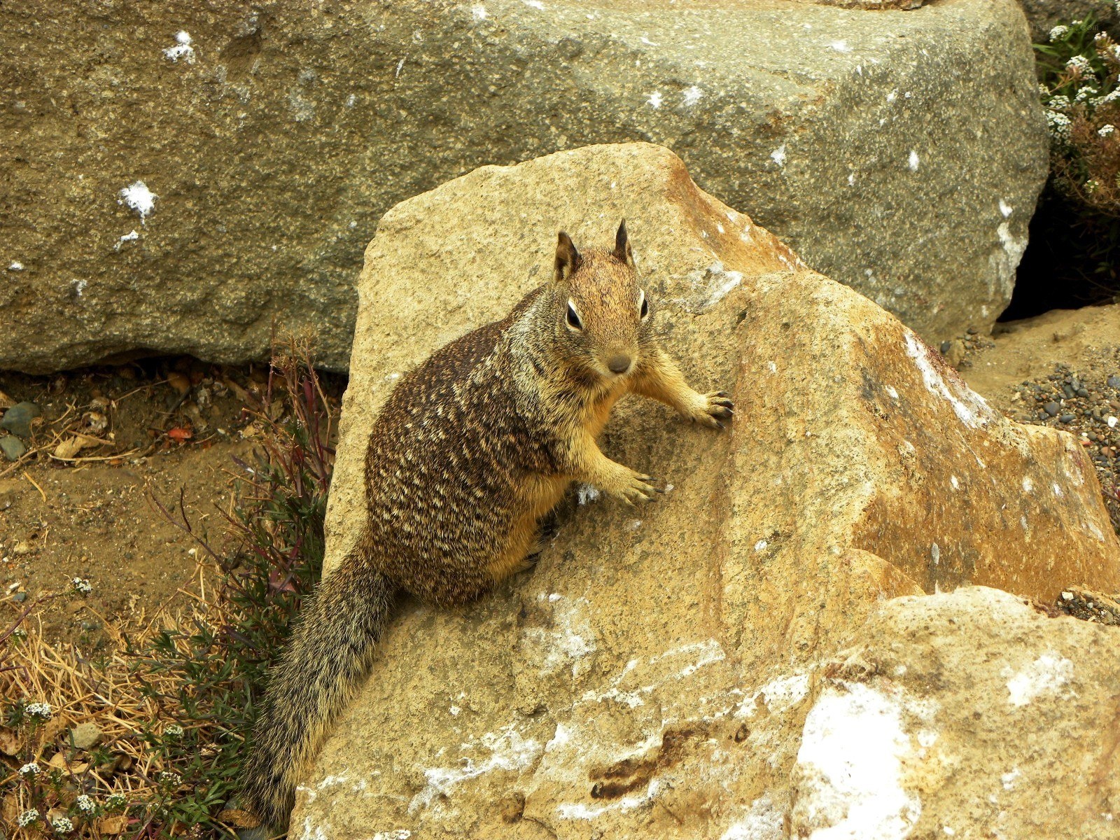 Squirrel on a rock