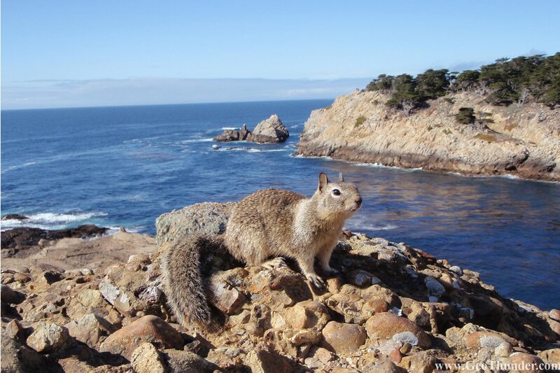 Squirrel on a rocky coast