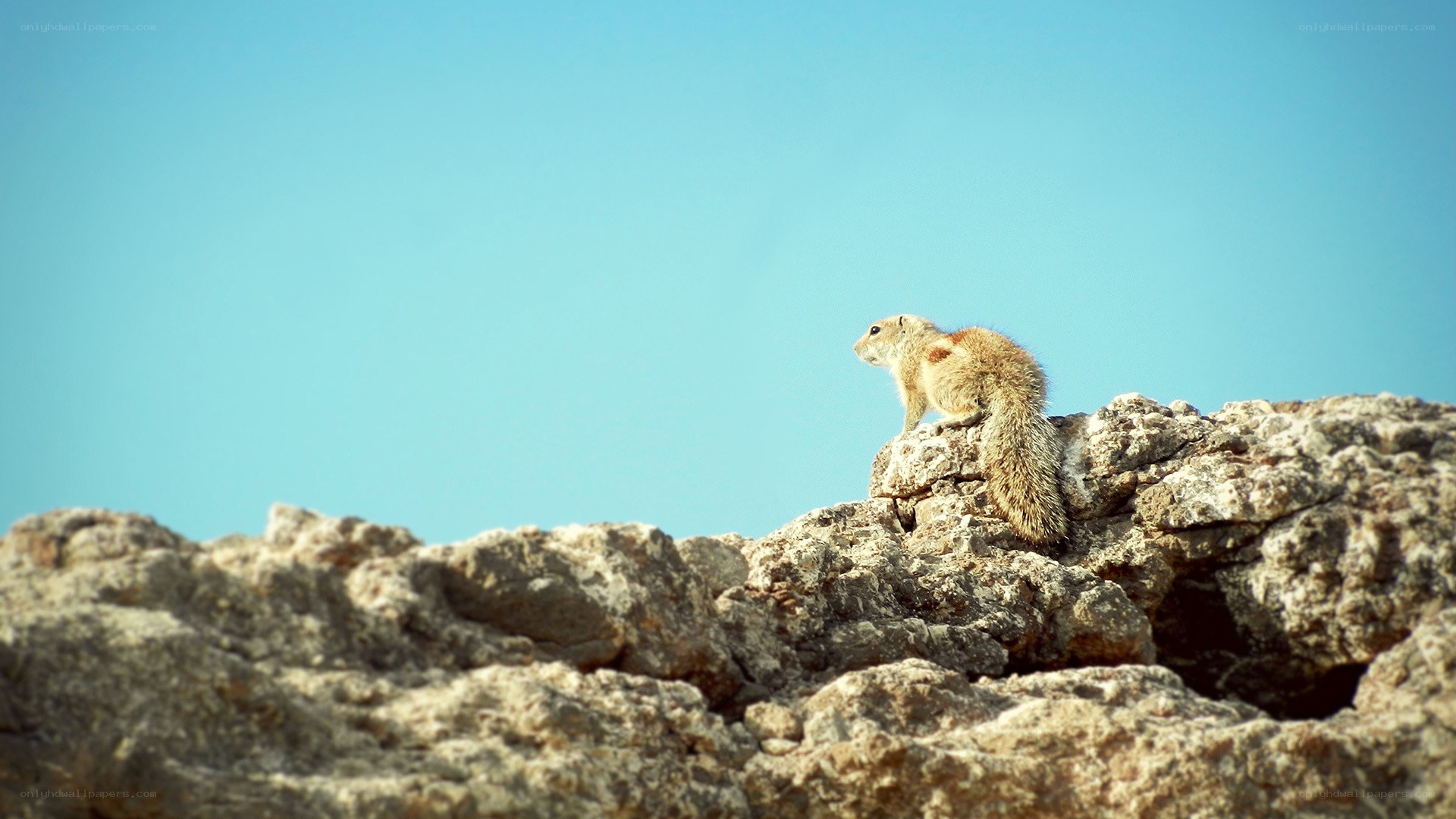 Squirrel on a rocky outcrop