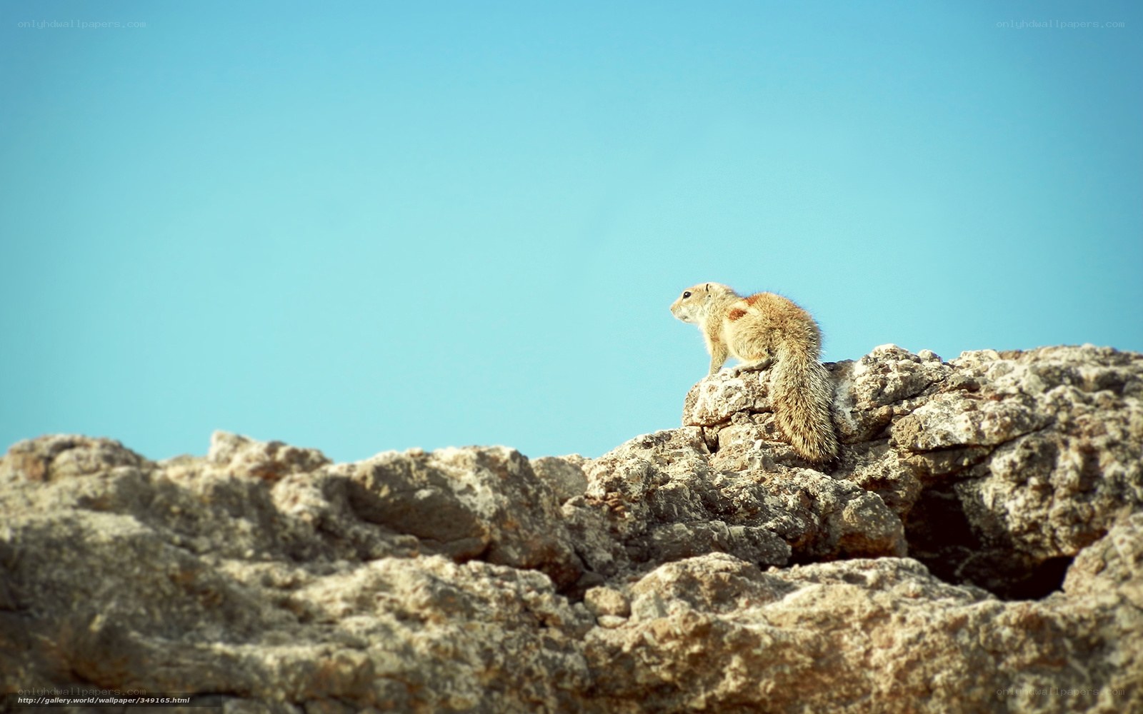 Squirrel on a rocky outcrop