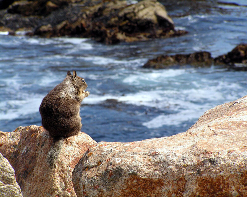 Squirrel on a rocky shore