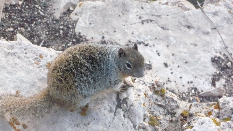 squirrel on a rocky surface
