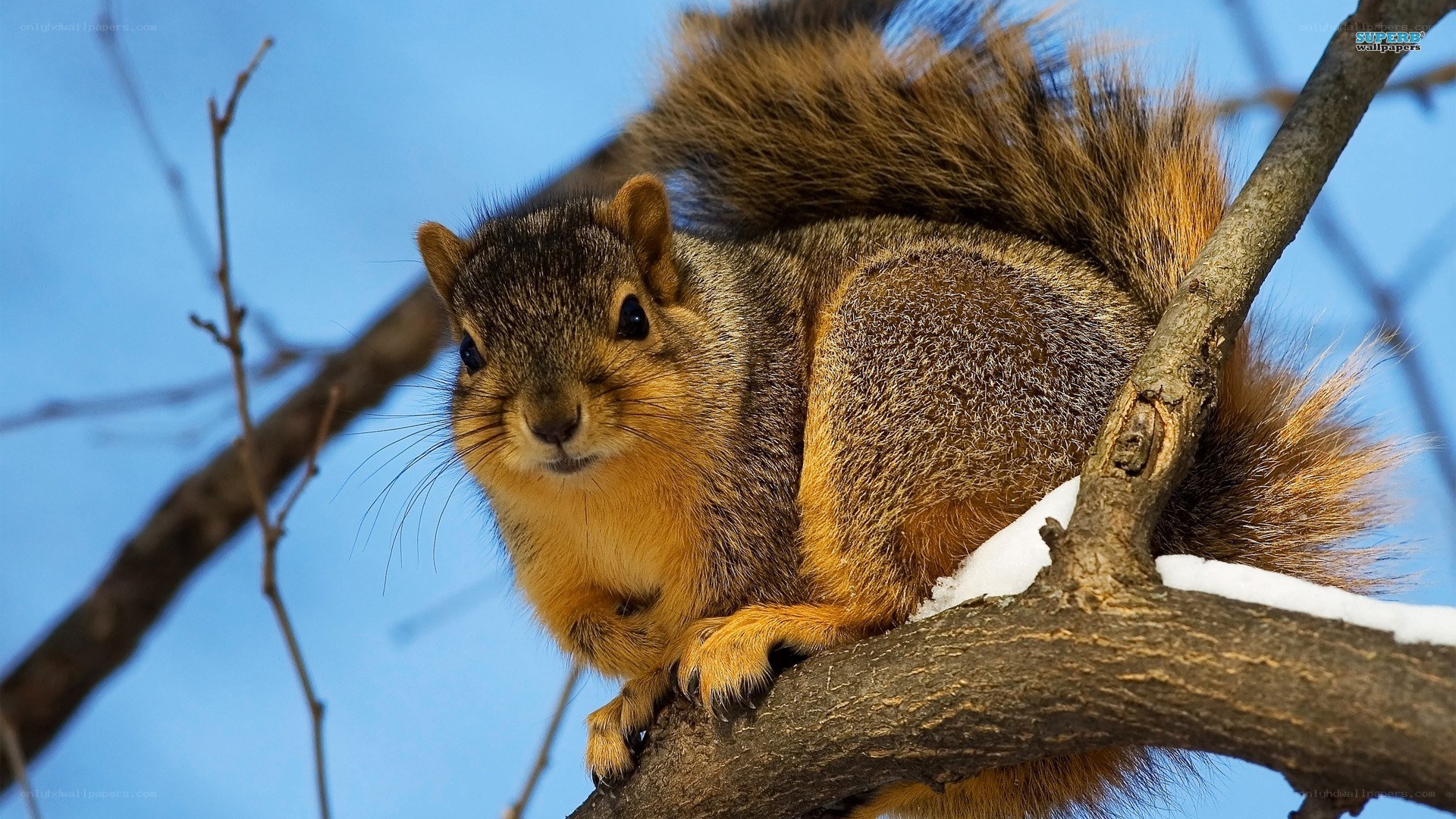 squirrel on a snowy branch