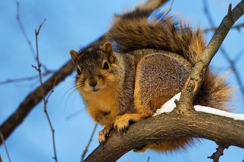 squirrel on a snowy branch