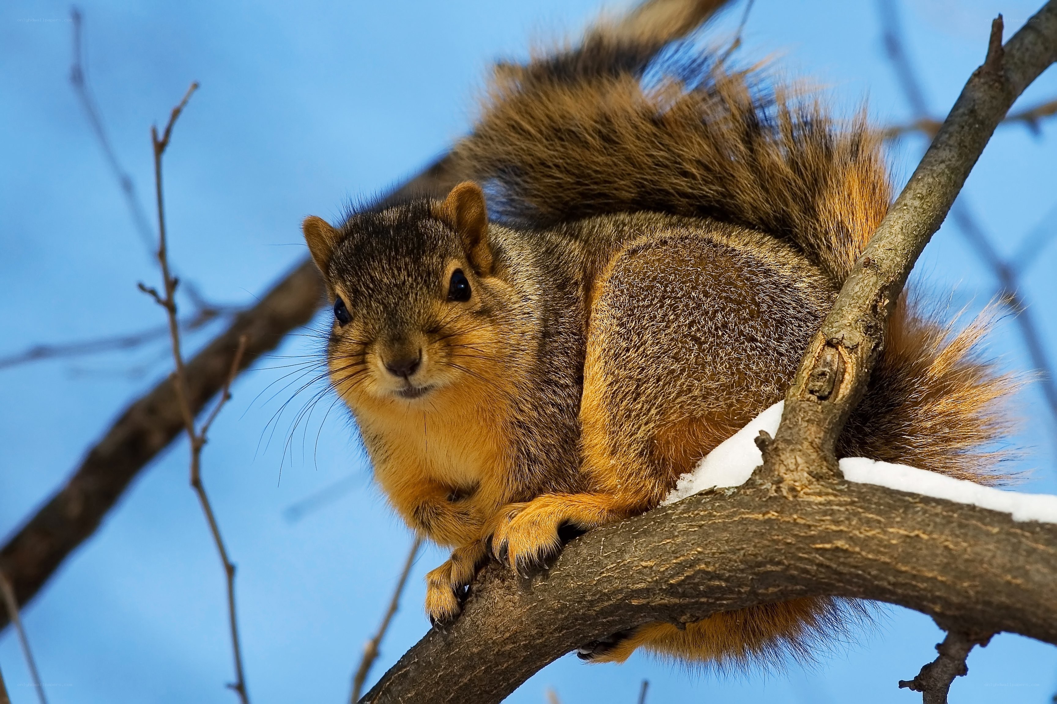 squirrel on a snowy branch