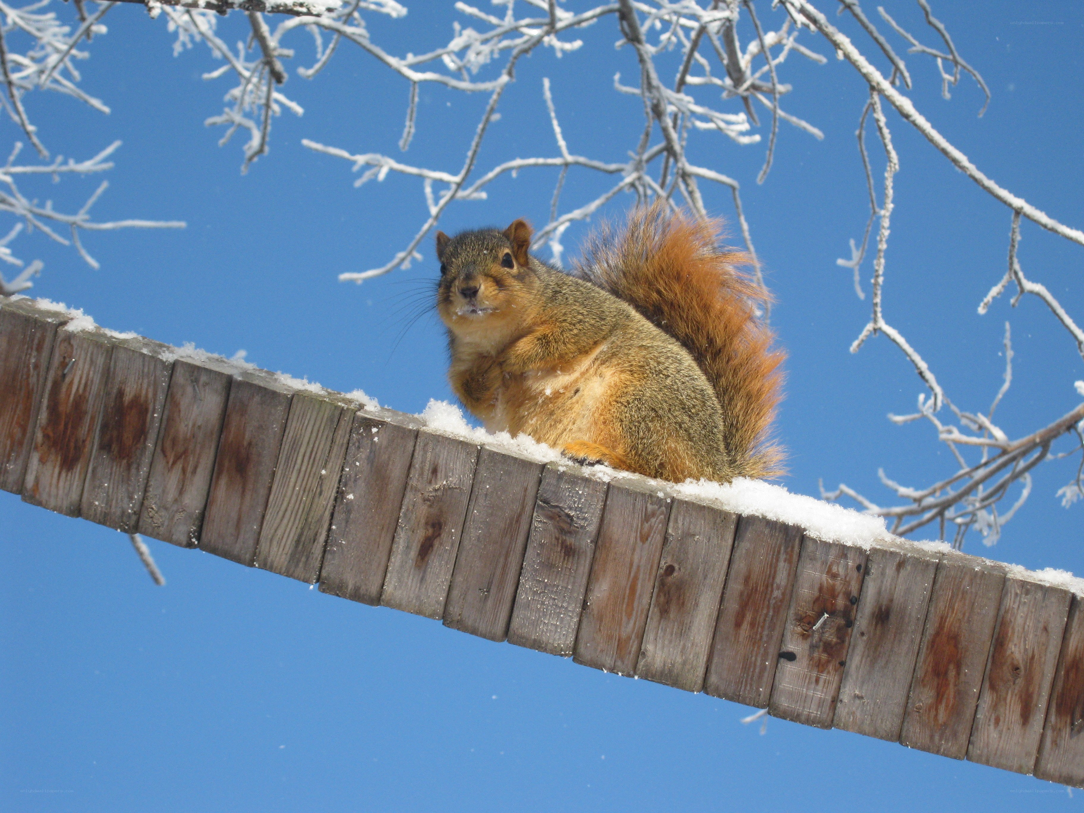 Squirrel on a snowy fence