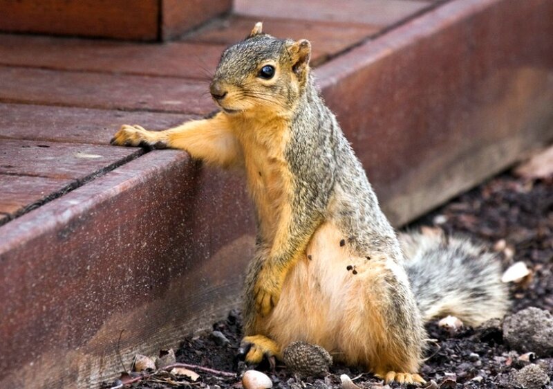 squirrel on a step
