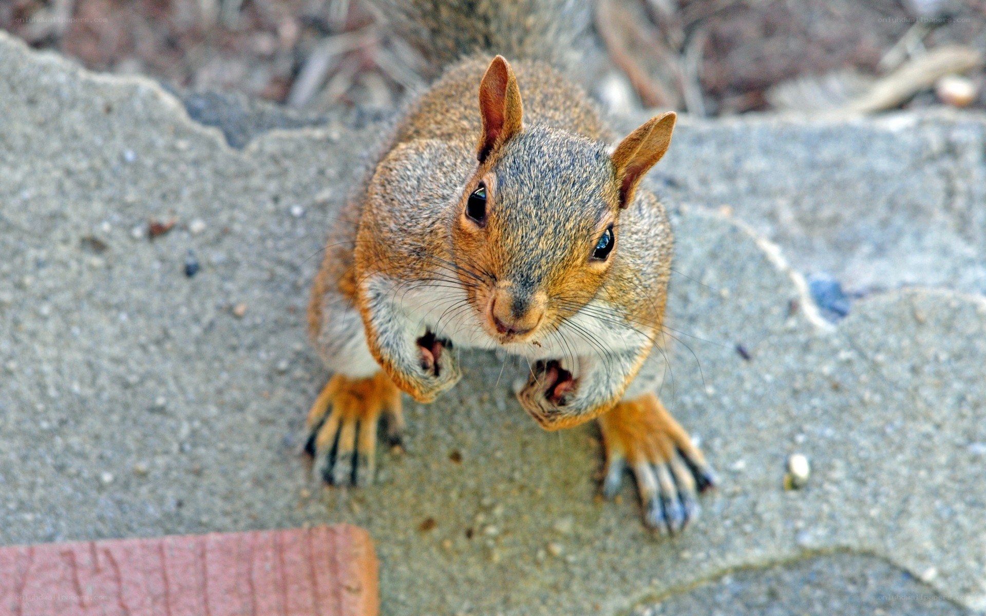 Squirrel on a stone path