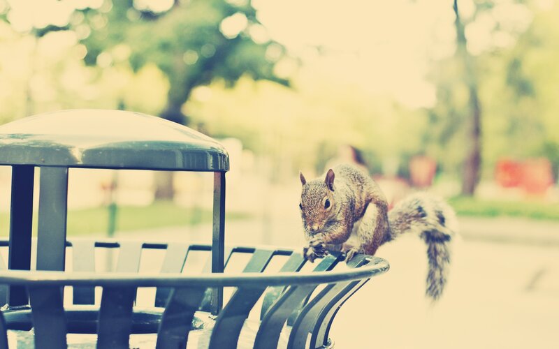 squirrel on a trash can
