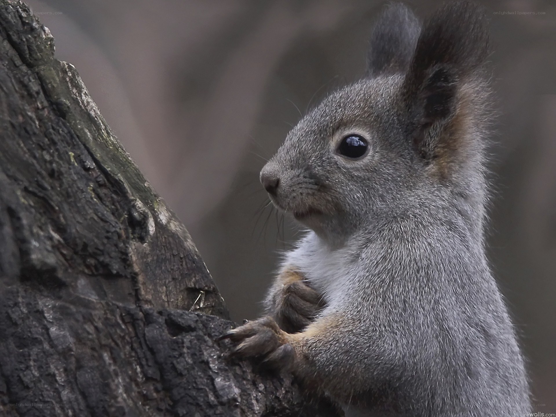 squirrel on a tree branch
