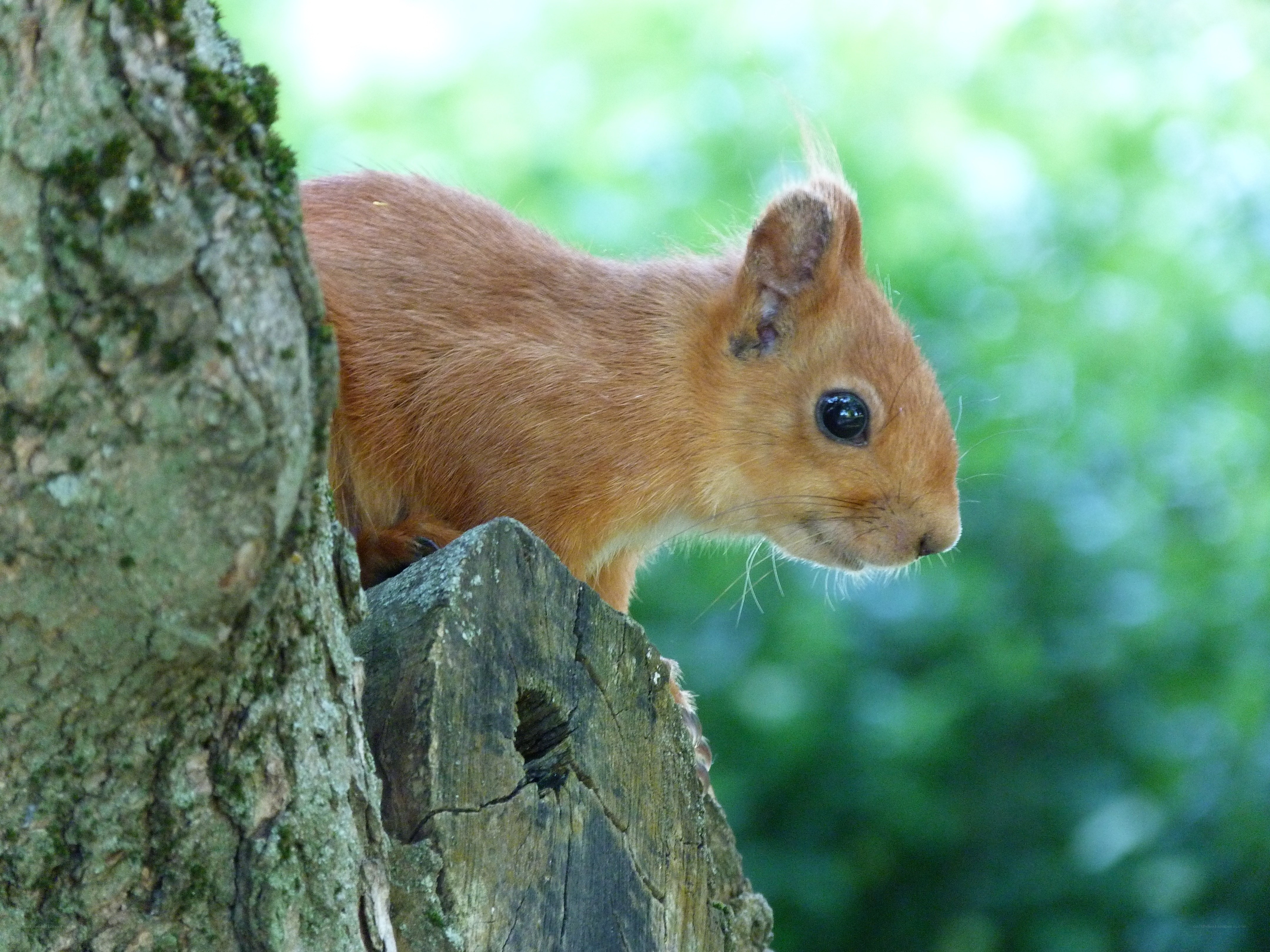 squirrel on a tree branch