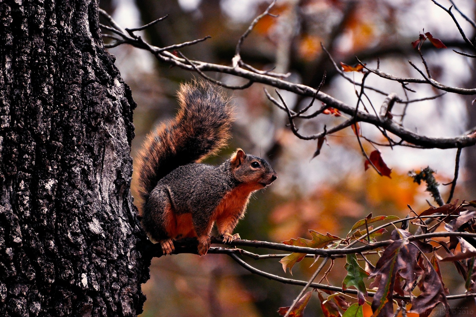 Squirrel on a tree branch