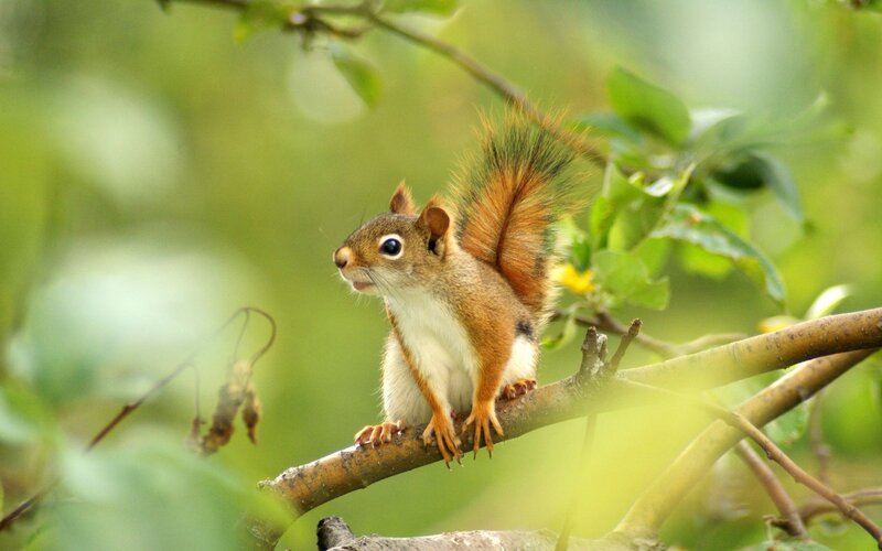 squirrel on a tree branch
