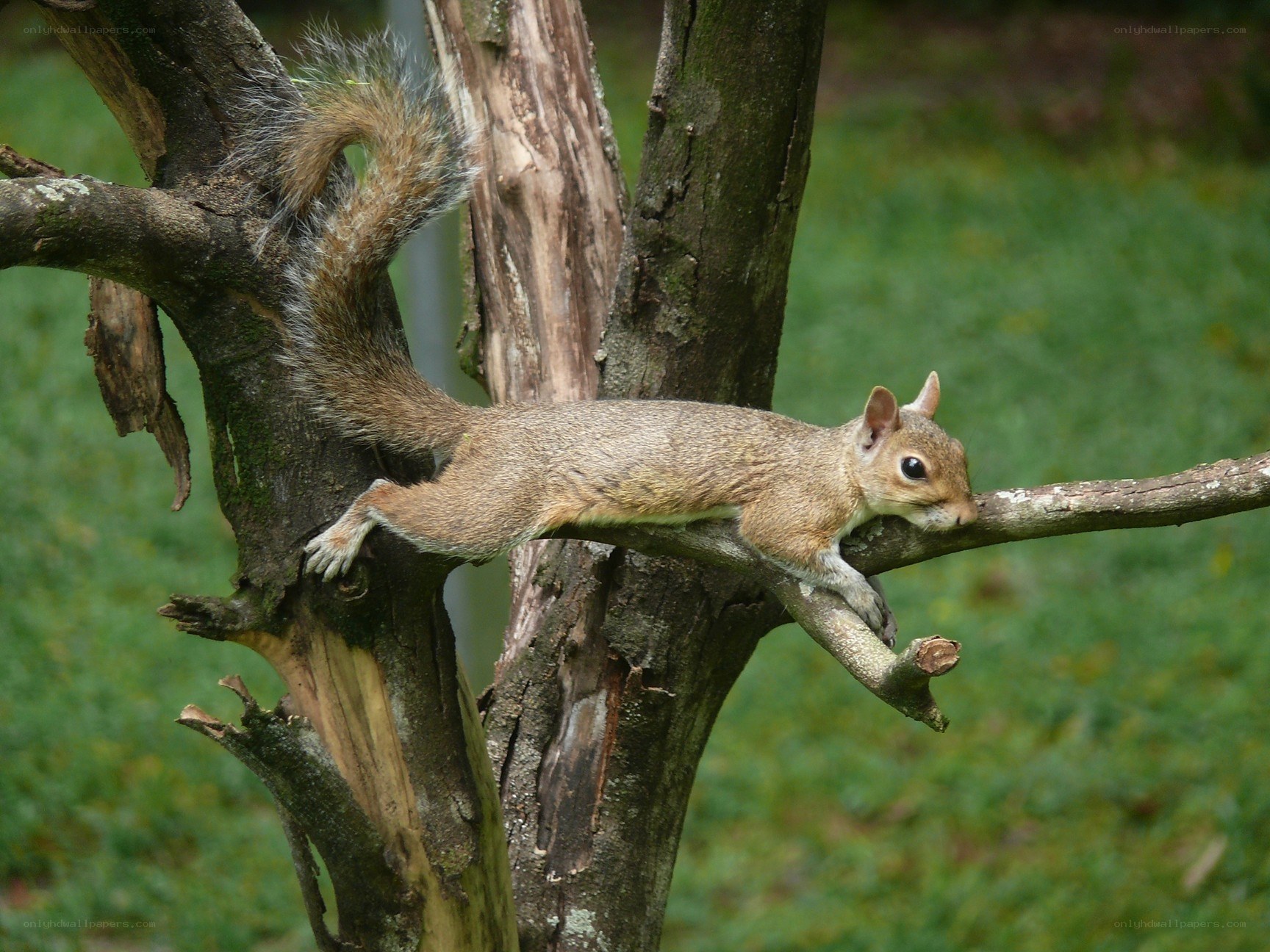 squirrel on a tree branch