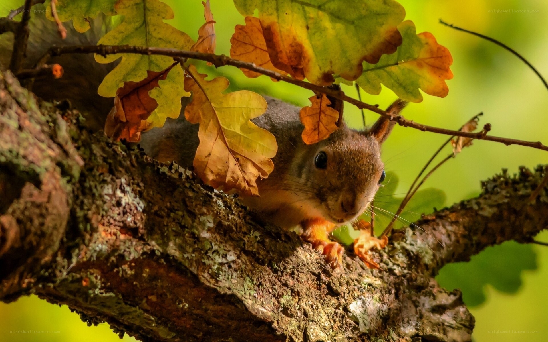 Squirrel on a tree branch