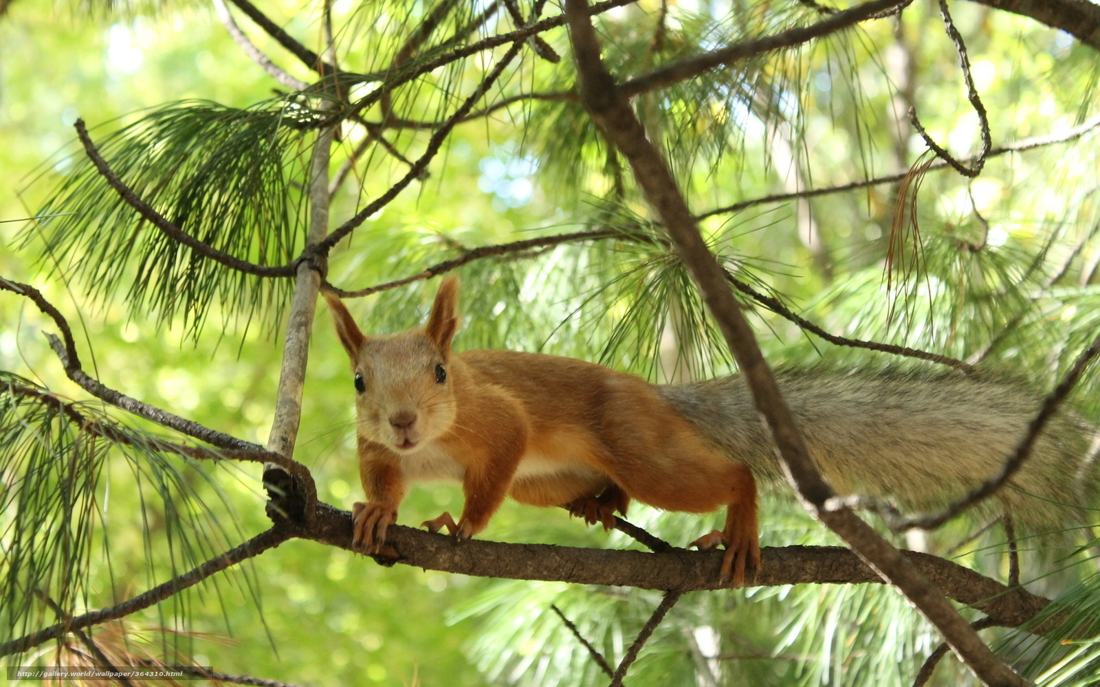 Squirrel on a tree branch