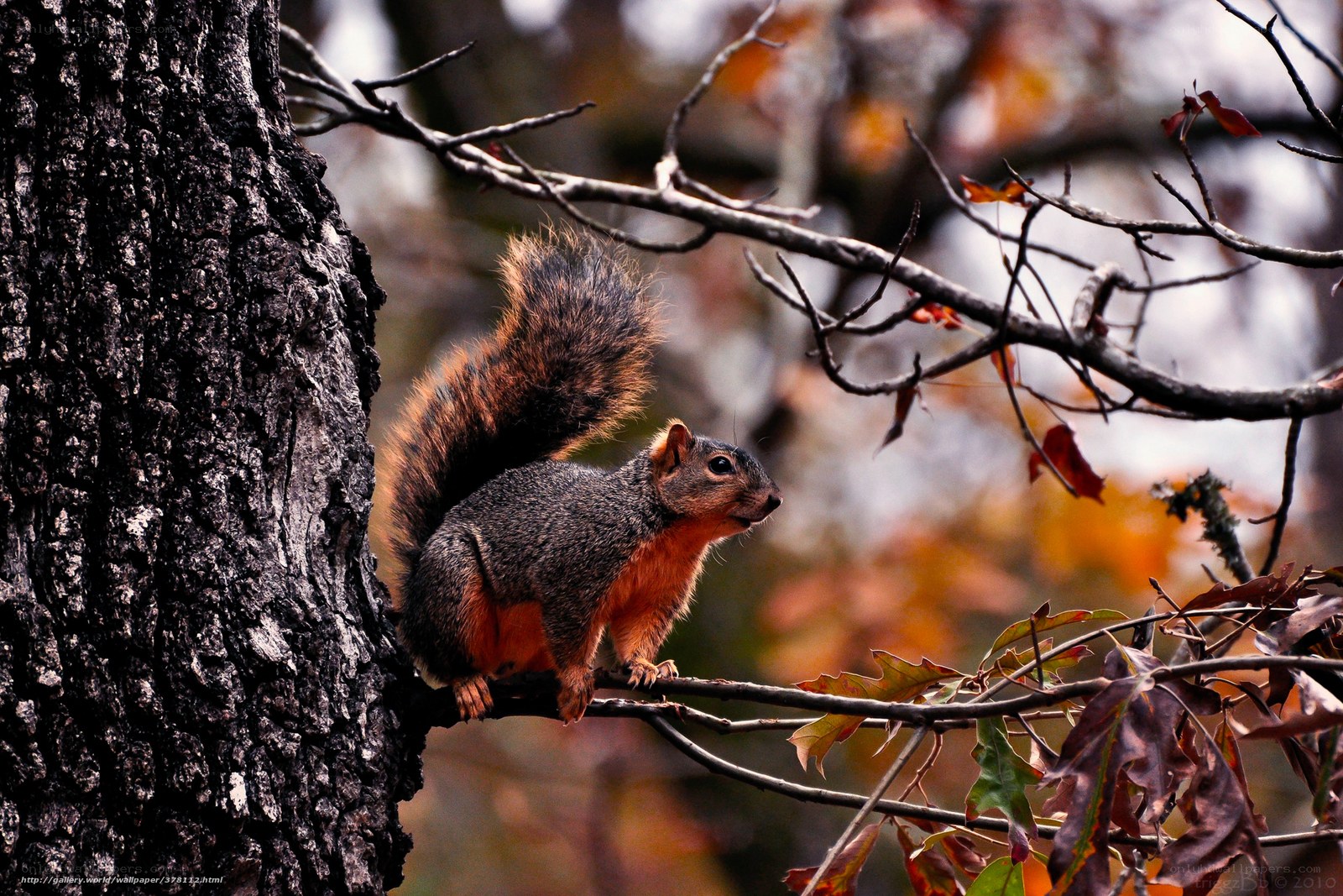 Squirrel on a tree branch