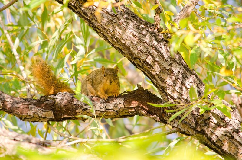 Squirrel on a tree branch