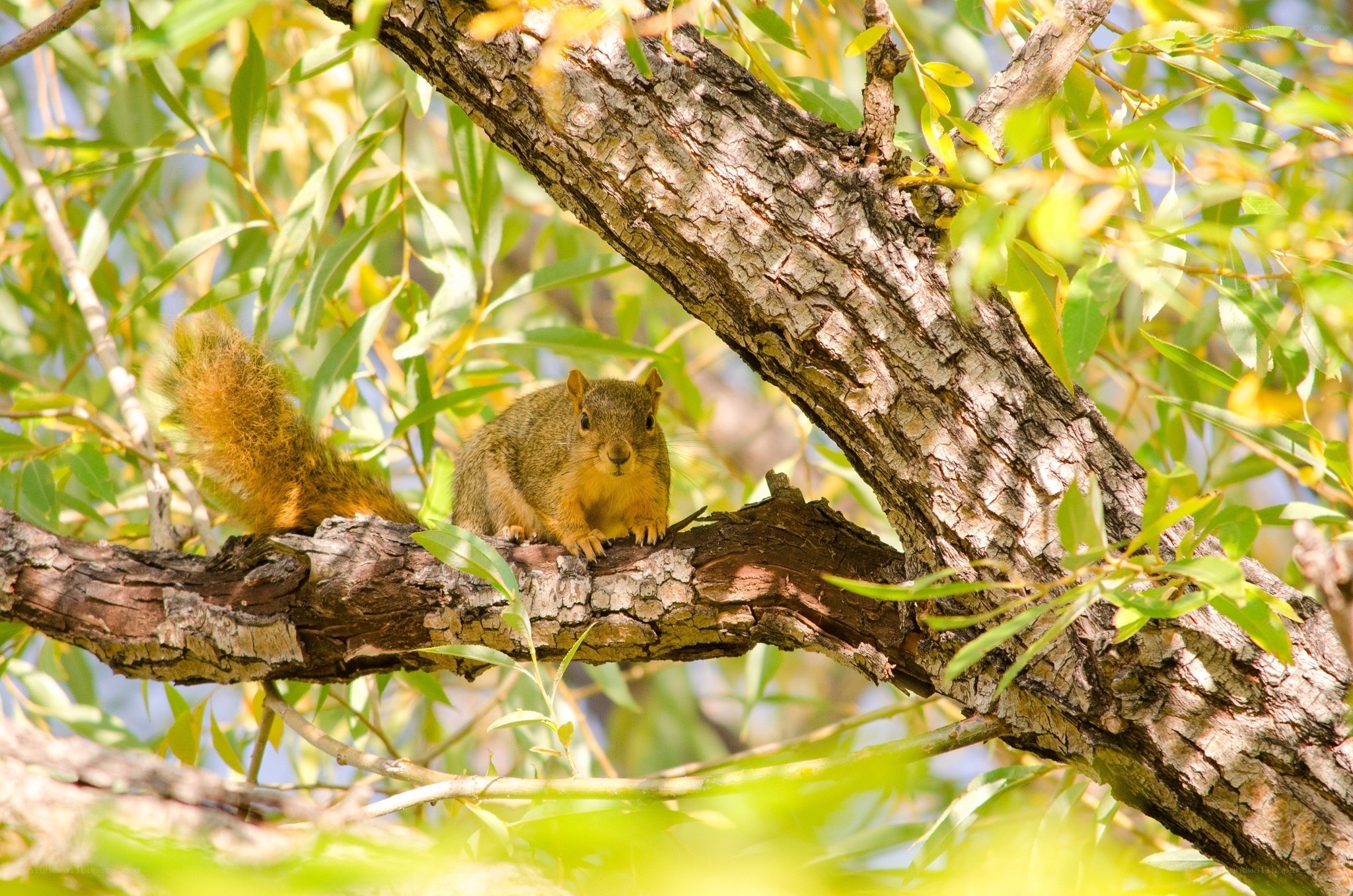 Squirrel on a tree branch