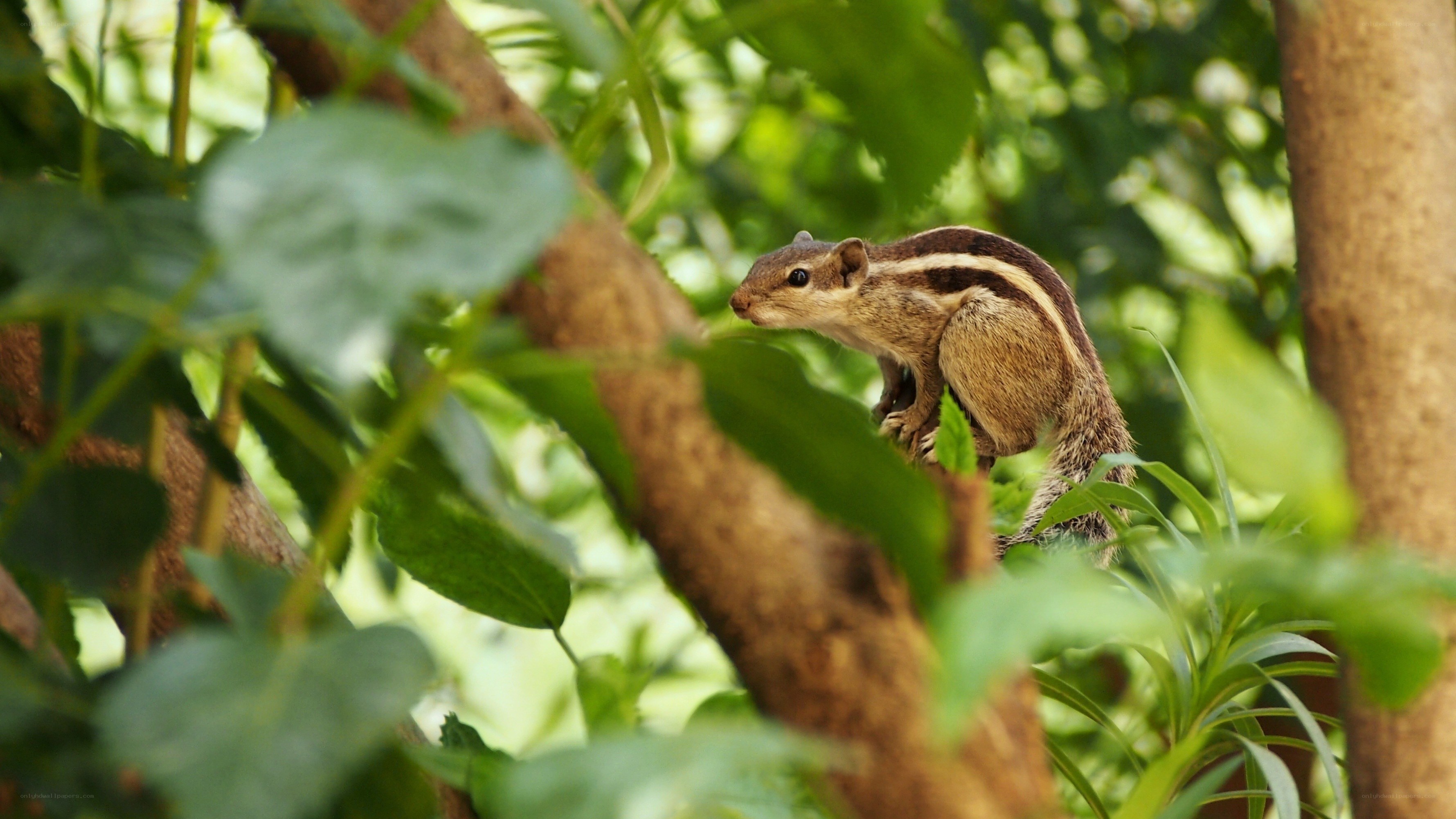 Squirrel on a tree branch