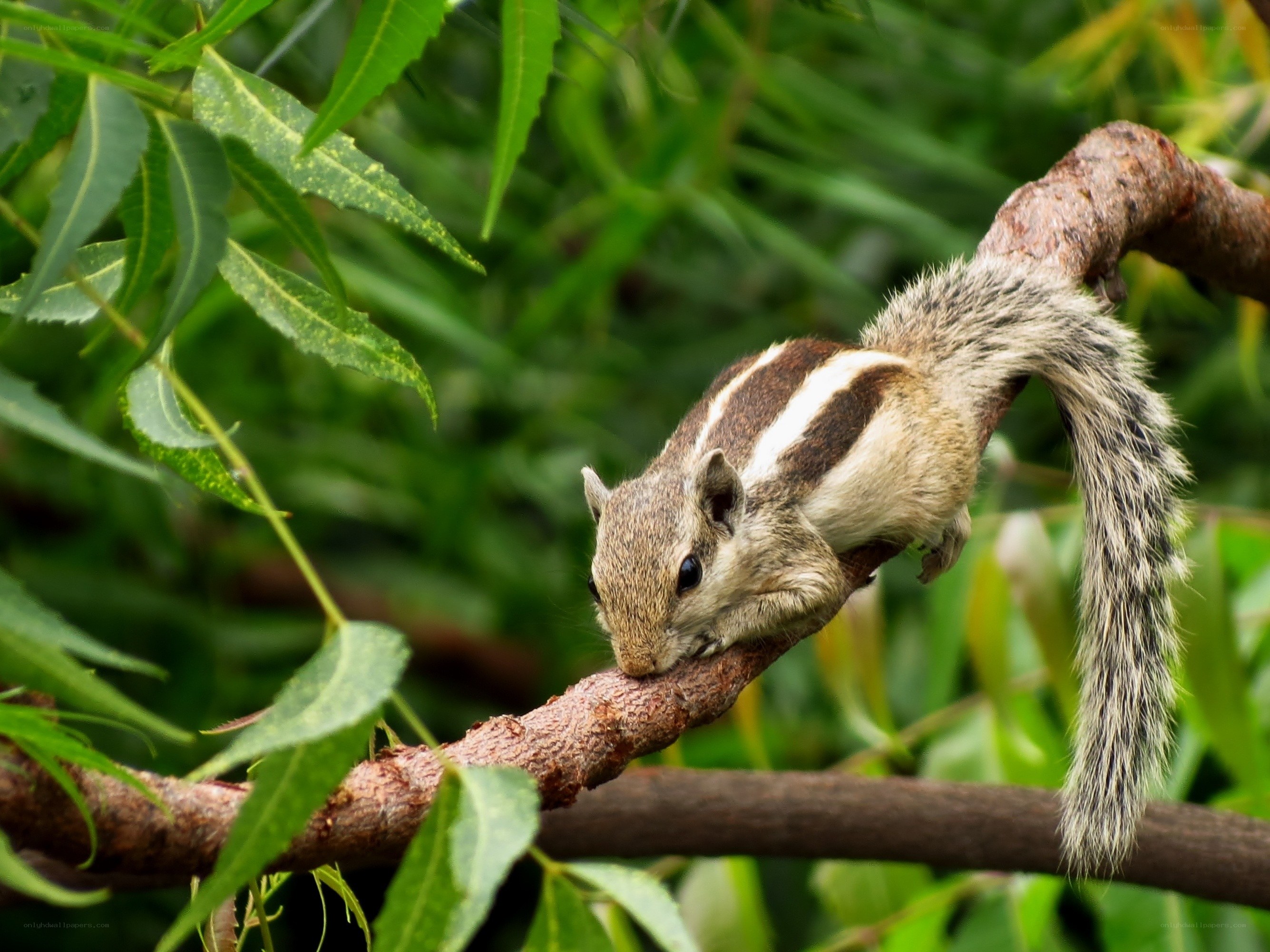 Squirrel on a tree branch
