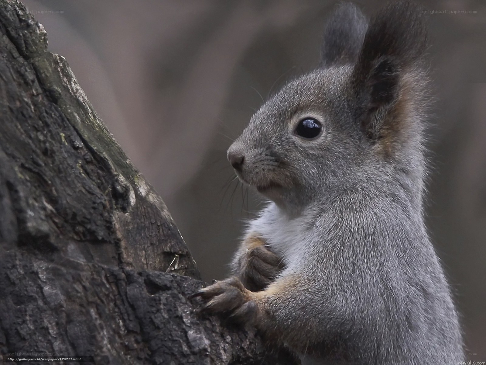 squirrel on a tree branch