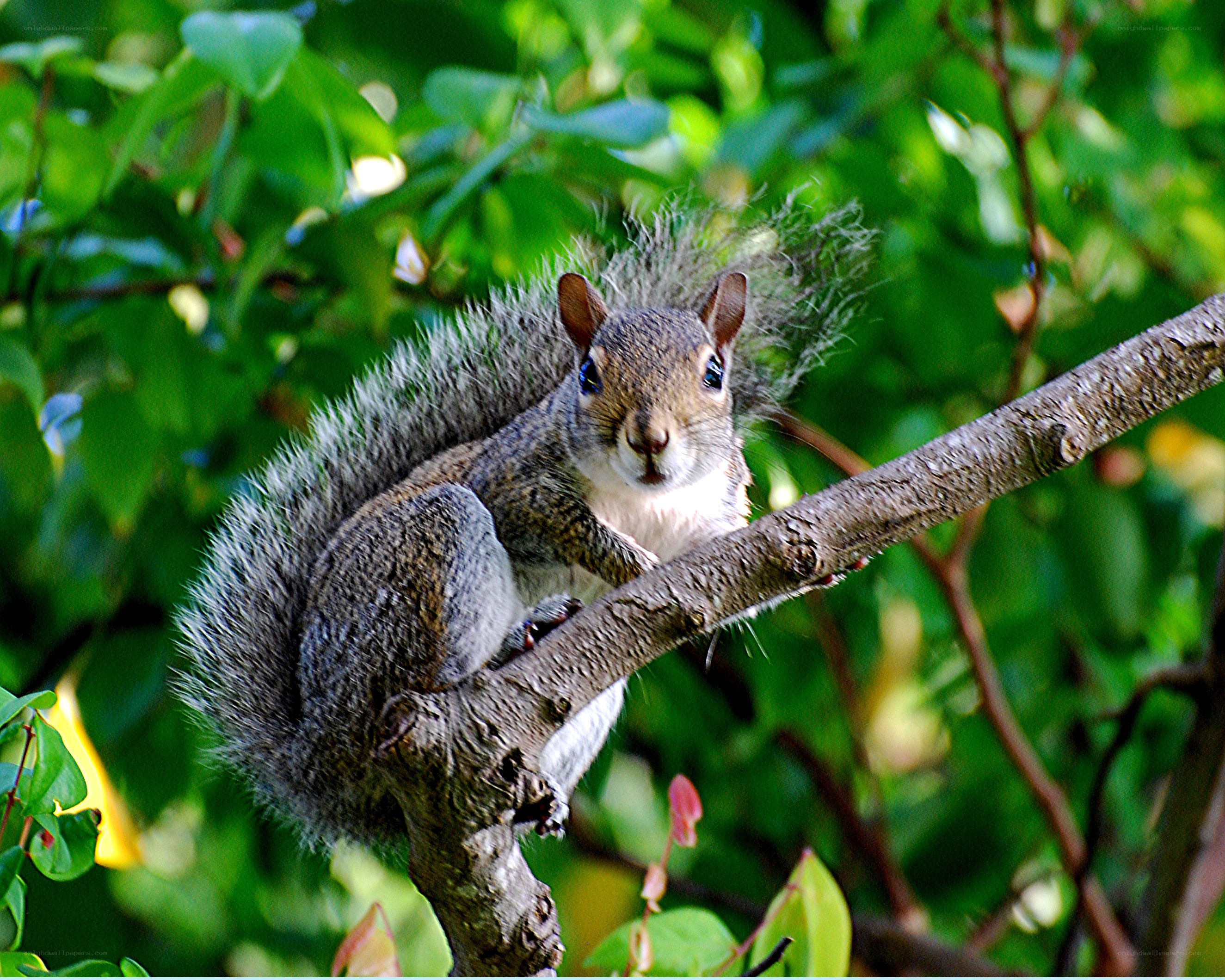 squirrel on a tree branch