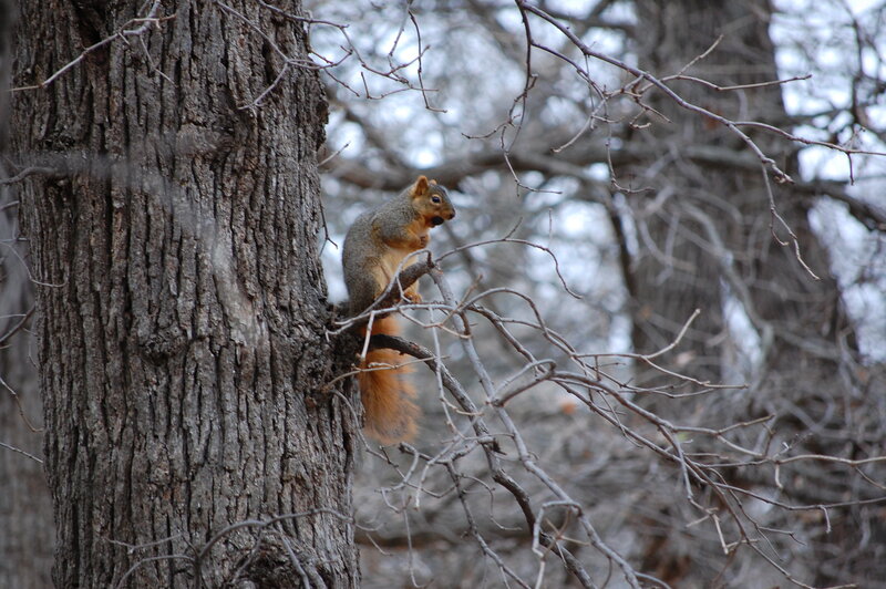 squirrel on a tree branch