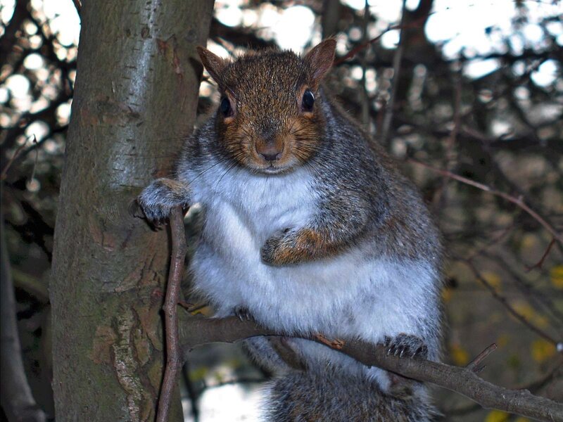 squirrel on a tree branch