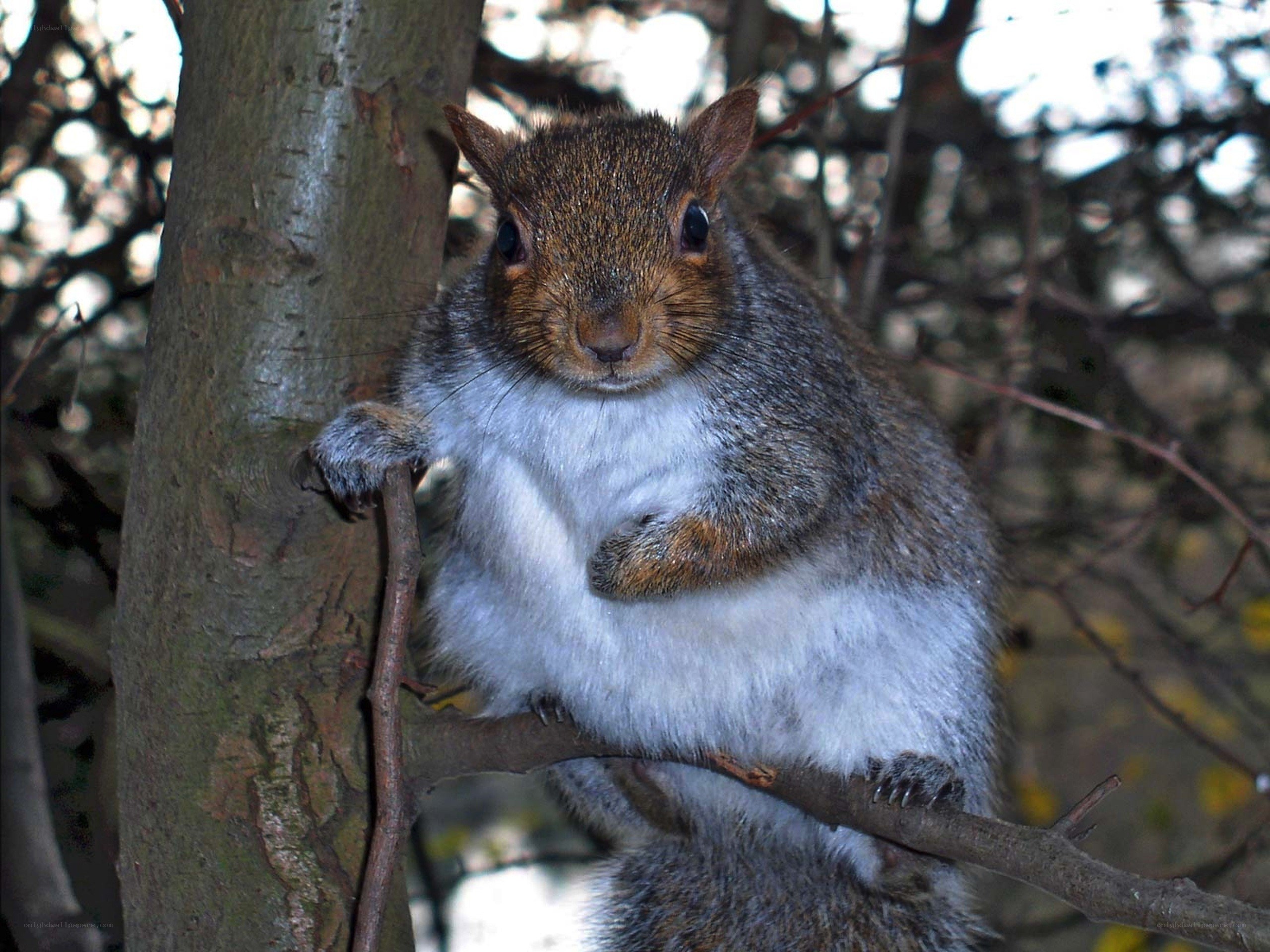 squirrel on a tree branch