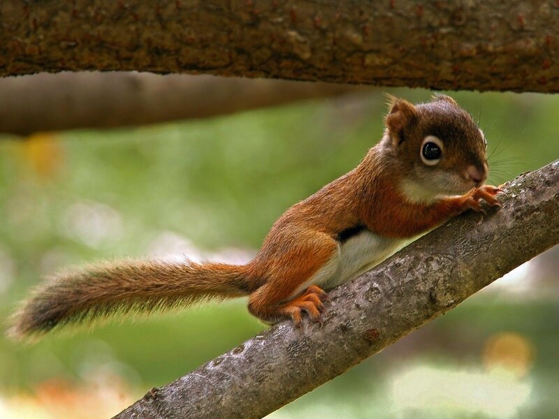 squirrel on a tree branch