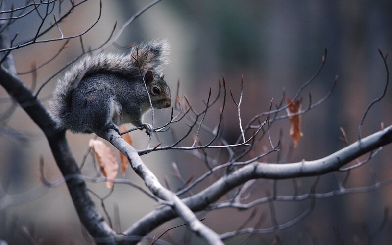 squirrel on a tree branch