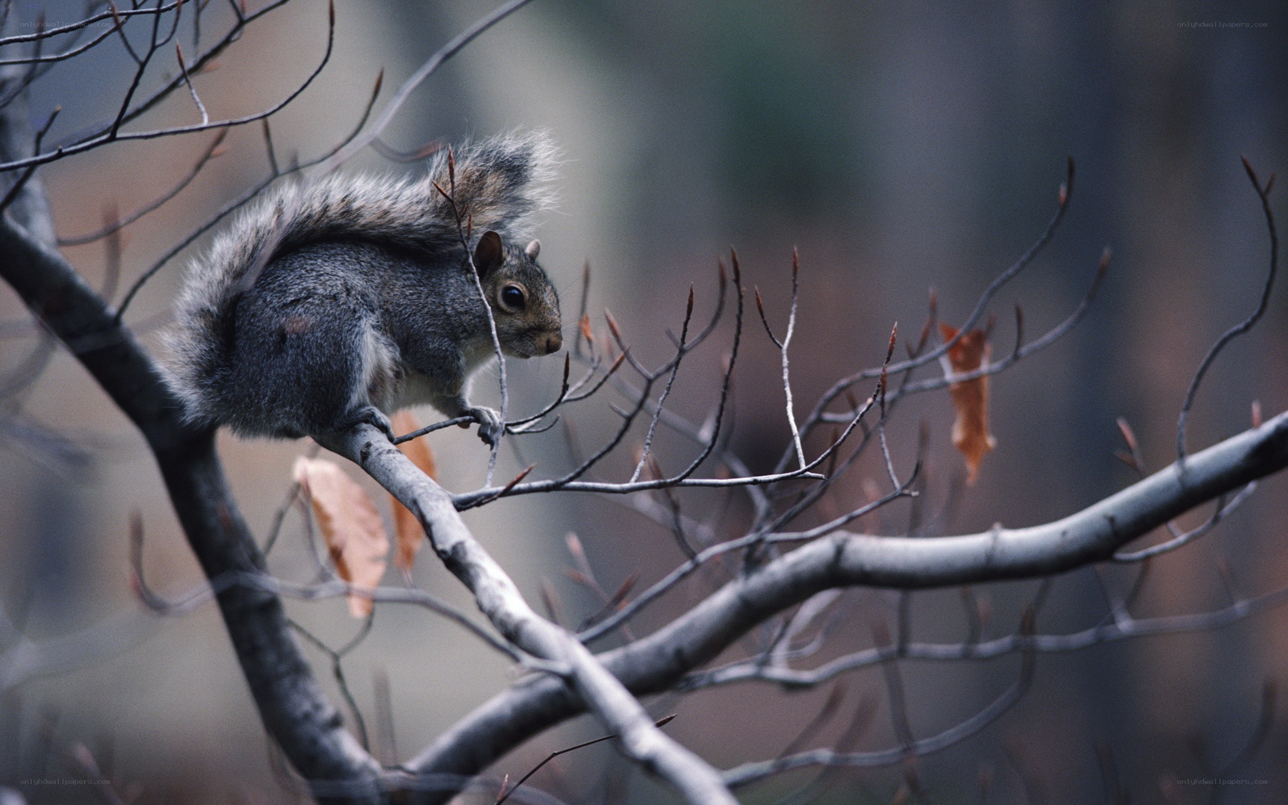squirrel on a tree branch