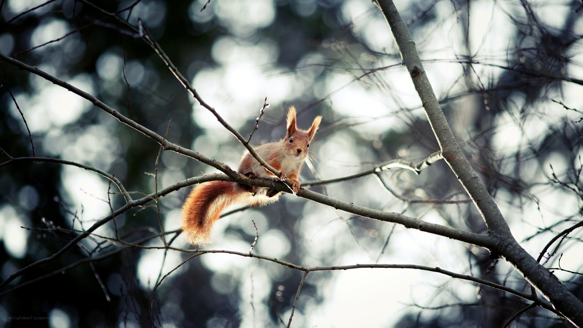 Squirrel on a tree branch
