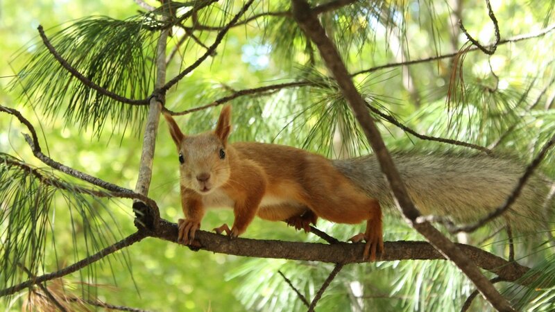squirrel on a tree branch