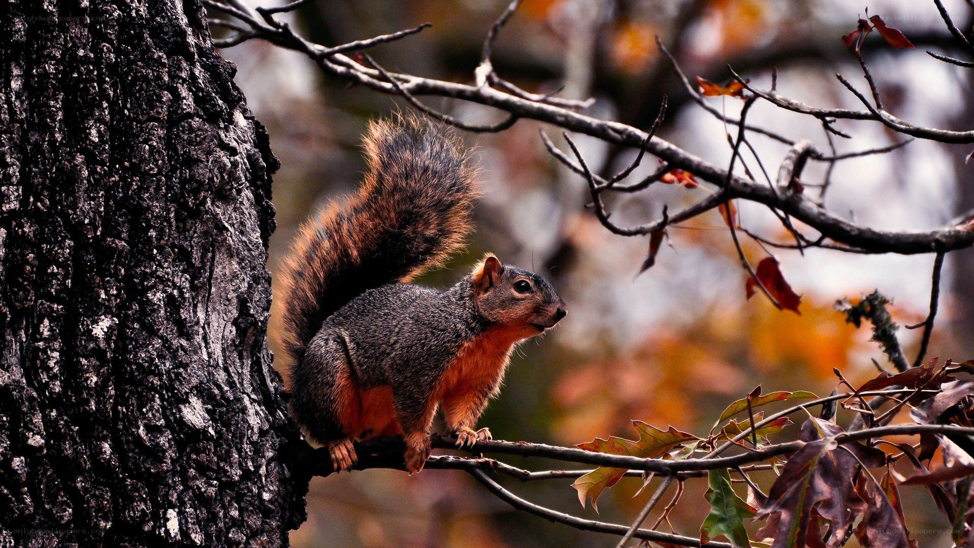 Squirrel on a tree branch