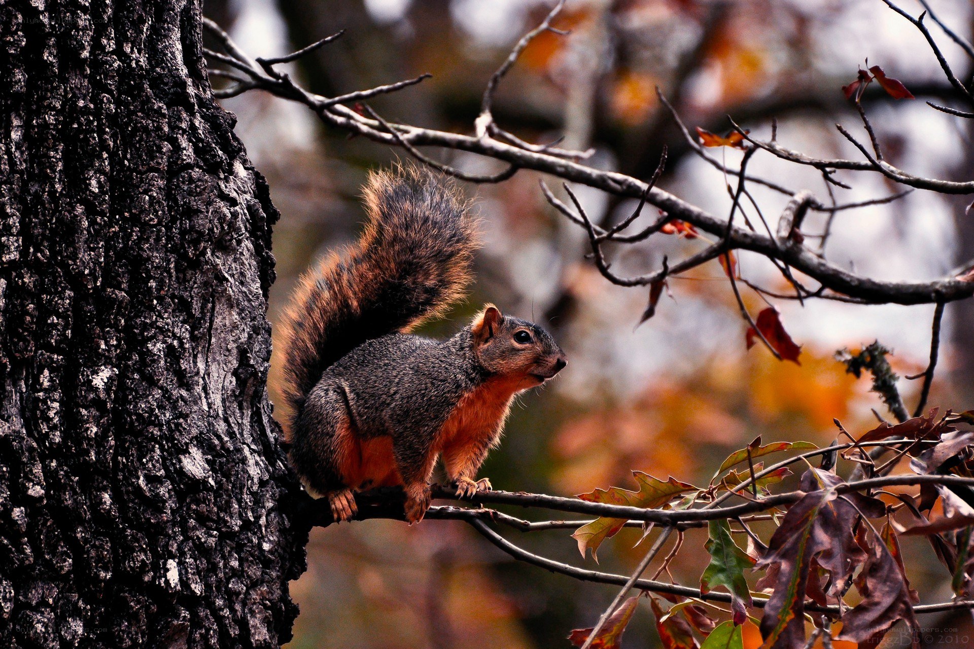 Squirrel on a tree branch