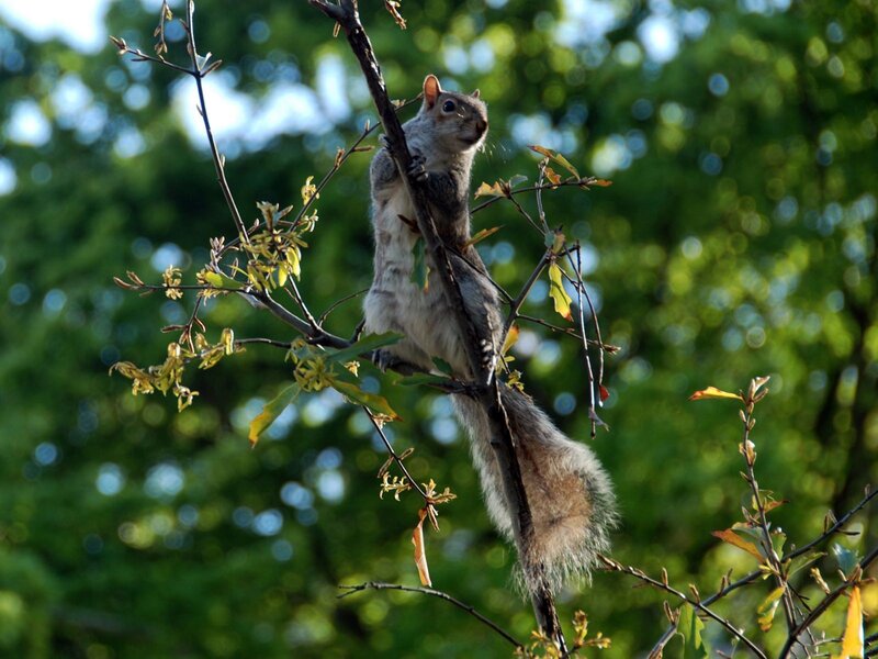 Squirrel on a tree branch