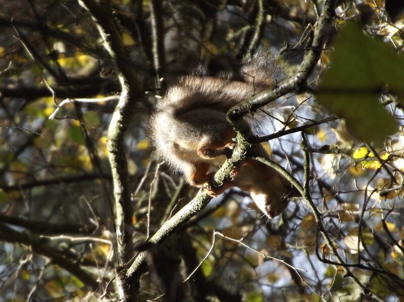 Squirrel on a tree branch