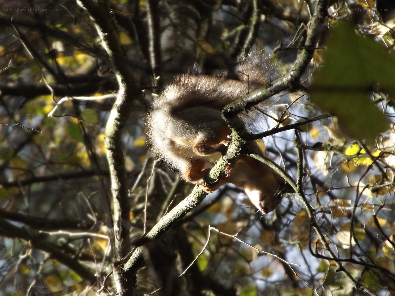 Squirrel on a tree branch