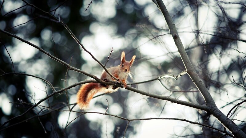 Squirrel on a tree branch