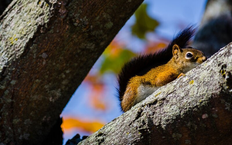 Squirrel on a tree branch