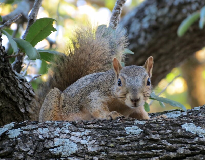 squirrel on a tree branch