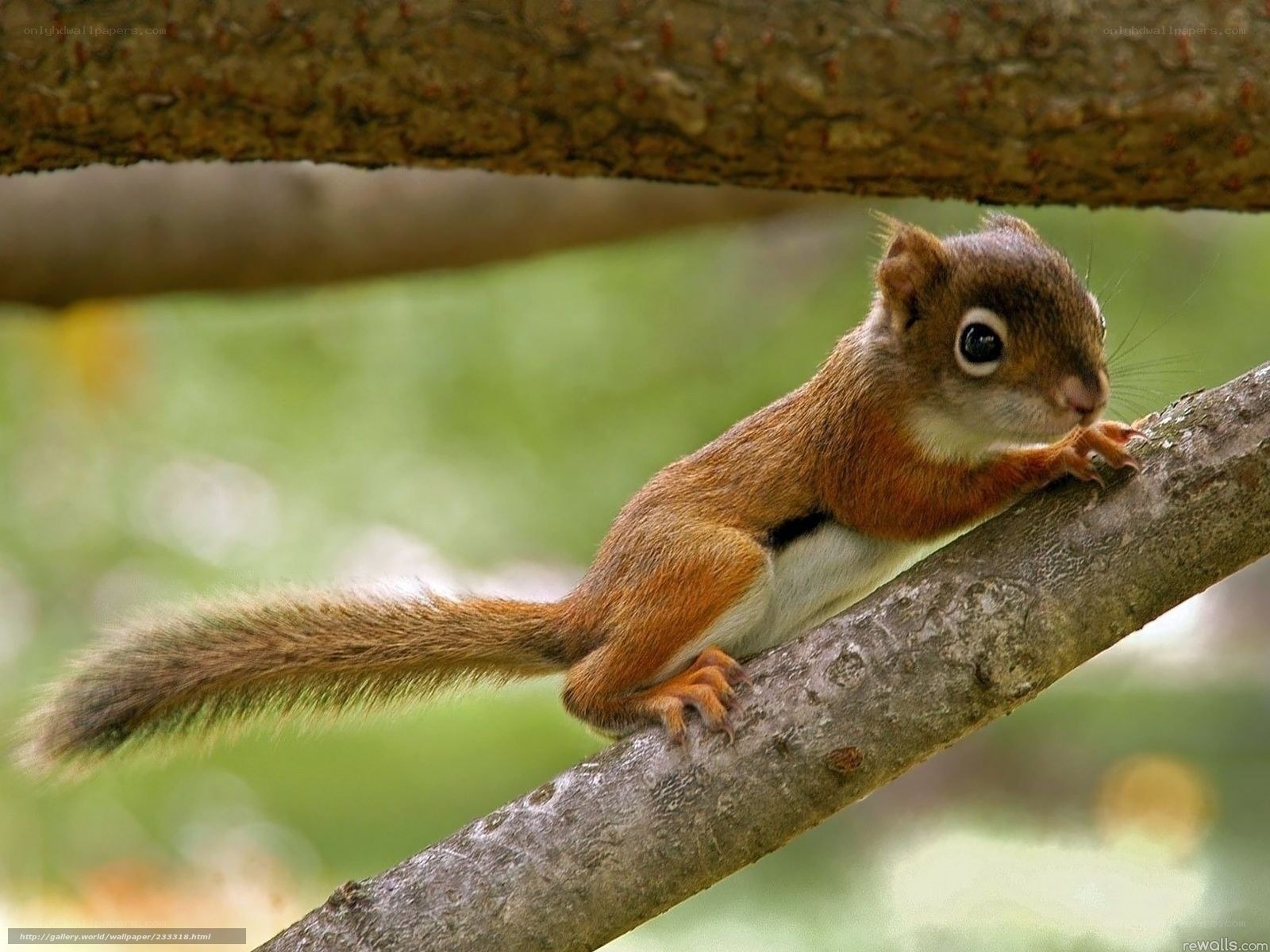 squirrel on a tree branch