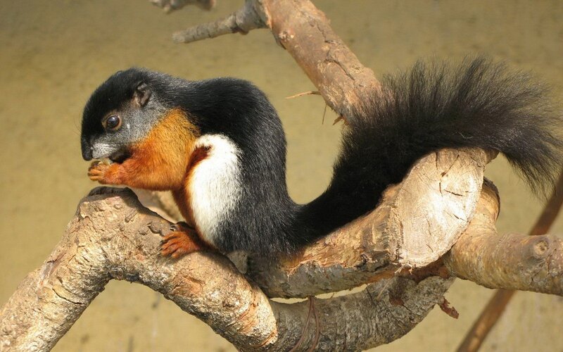 squirrel on a tree branch
