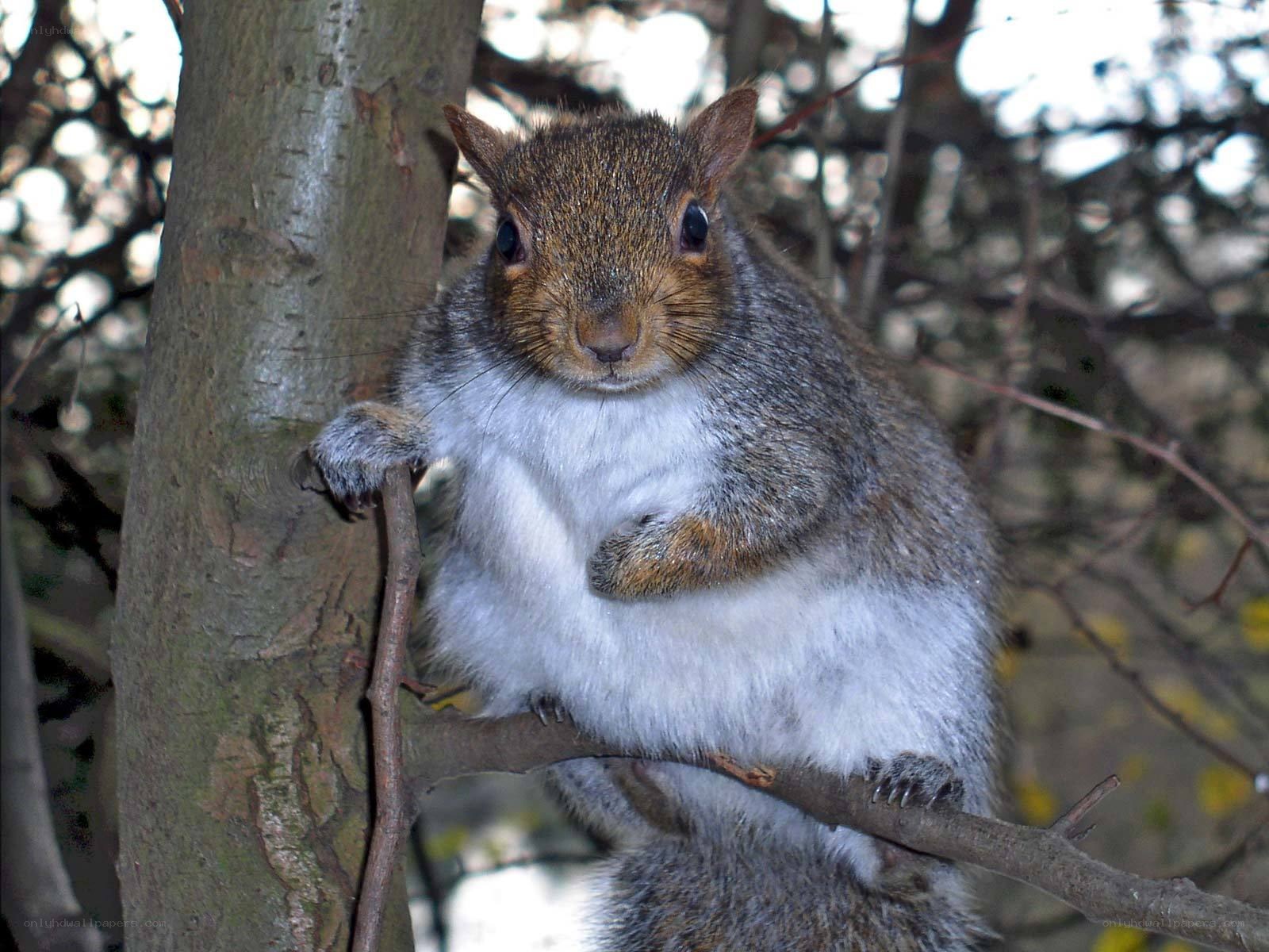 Squirrel on a tree branch