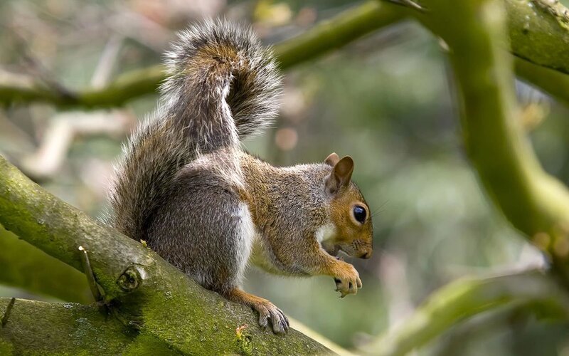 squirrel on a tree branch