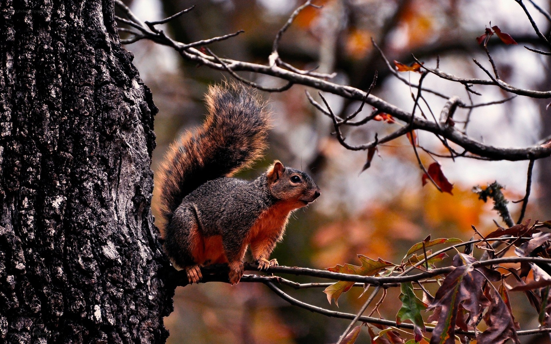 Squirrel on a tree branch